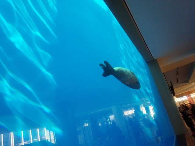写真下手くそ選手権