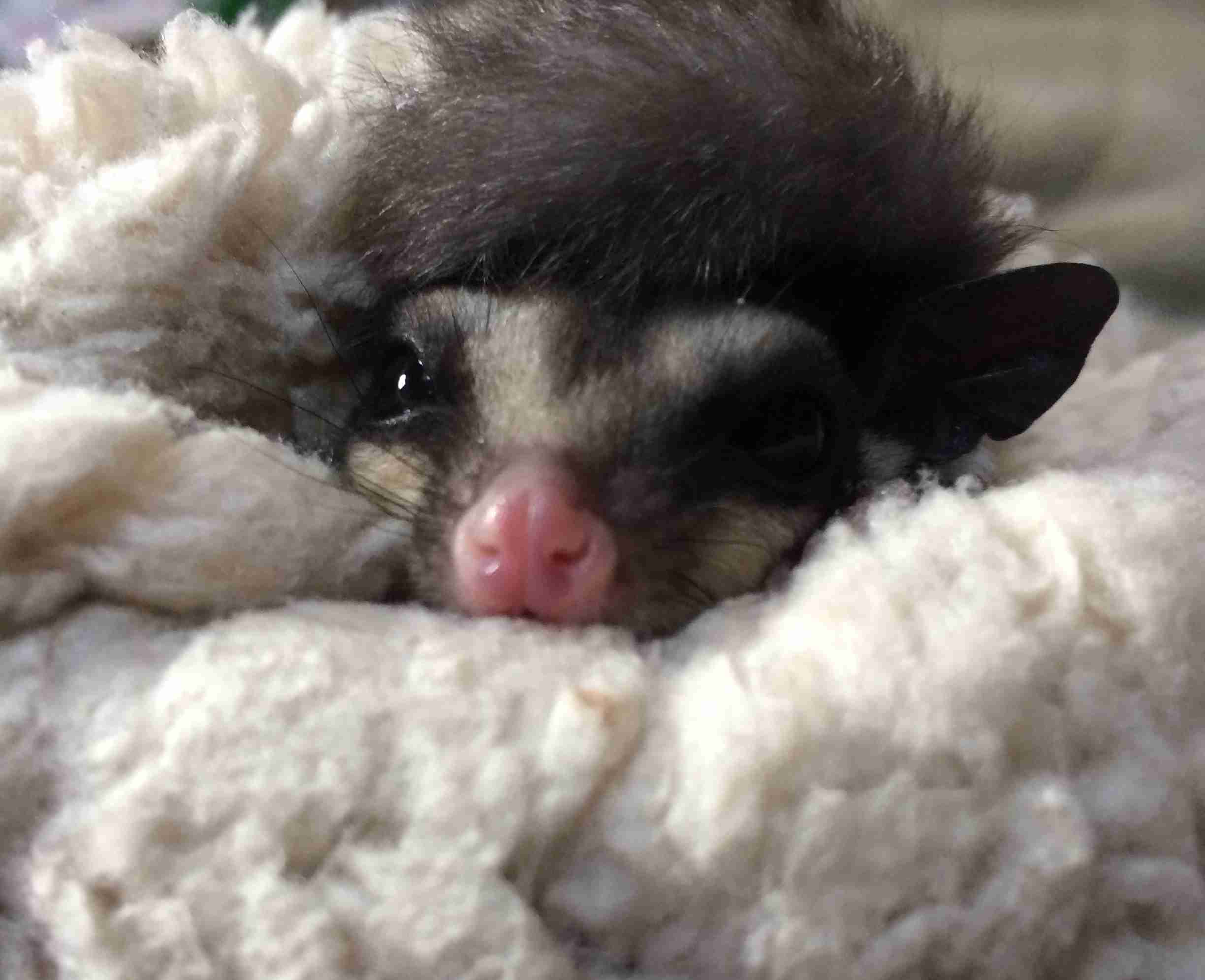 触れて癒やされるもの