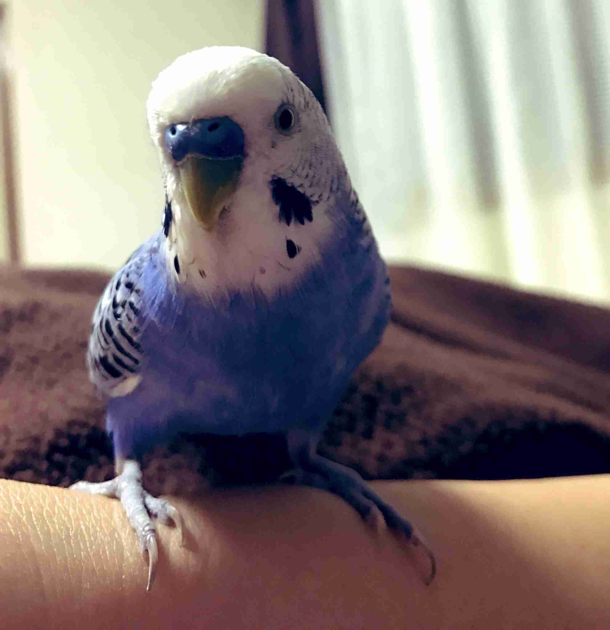 触れて癒やされるもの