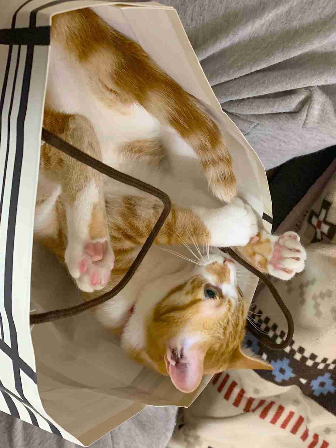 触れて癒やされるもの