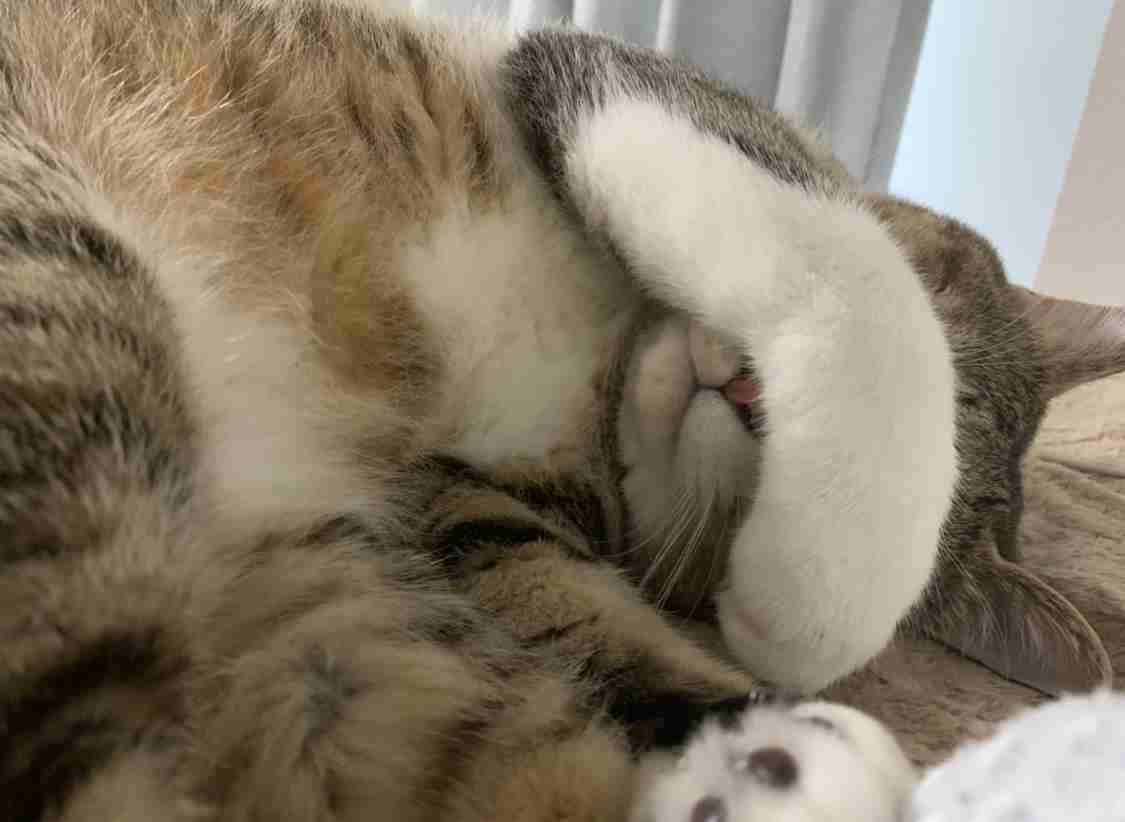 触れて癒やされるもの