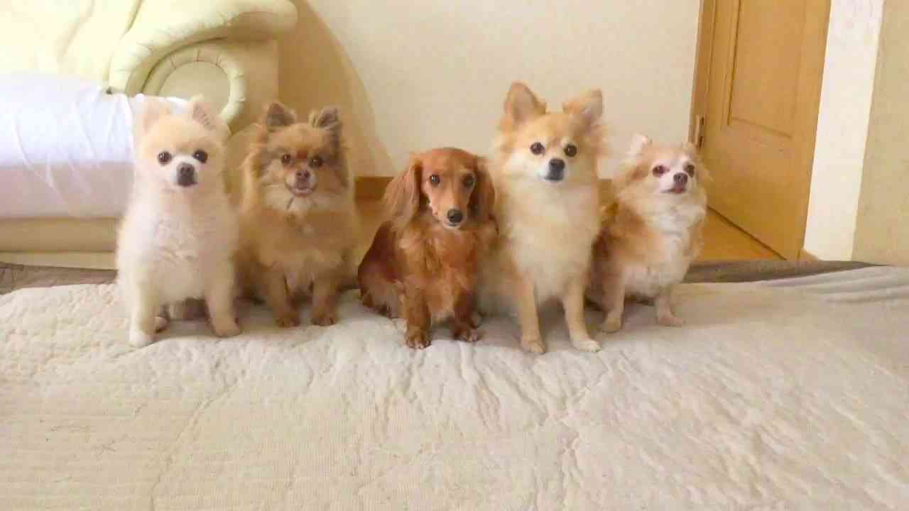 【ネタ・画像】バーベキューしようぜ！