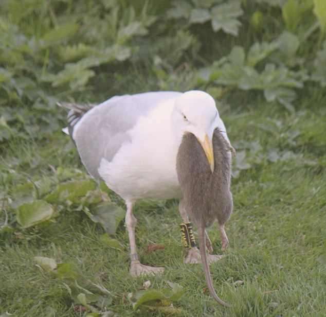 庭で遊んでいたチワワ 突然カモメにくわえられ空へ 行方不明に 英 ガールズちゃんねる Girls Channel