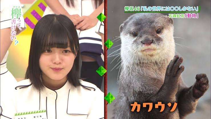 動物顔の有名人 ガールズちゃんねる Girls Channel