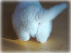 フワフワしたものを書いて癒され、7の倍数でカチカチしたものを書いて気を引き締めるトピ