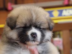 フワフワしたものを書いて癒され、7の倍数でカチカチしたものを書いて気を引き締めるトピ