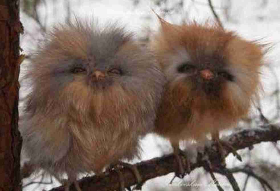 フワフワしたものを書いて癒され、7の倍数でカチカチしたものを書いて気を引き締めるトピ