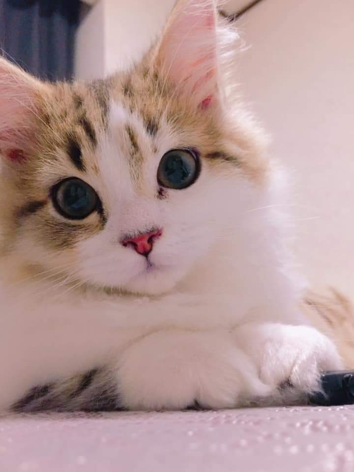 フワフワしたものを書いて癒され、7の倍数でカチカチしたものを書いて気を引き締めるトピ