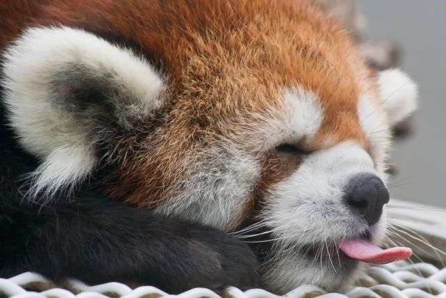 フワフワしたものを書いて癒され、7の倍数でカチカチしたものを書いて気を引き締めるトピ