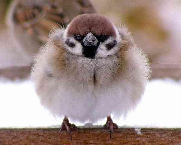 フワフワしたものを書いて癒され、7の倍数でカチカチしたものを書いて気を引き締めるトピ