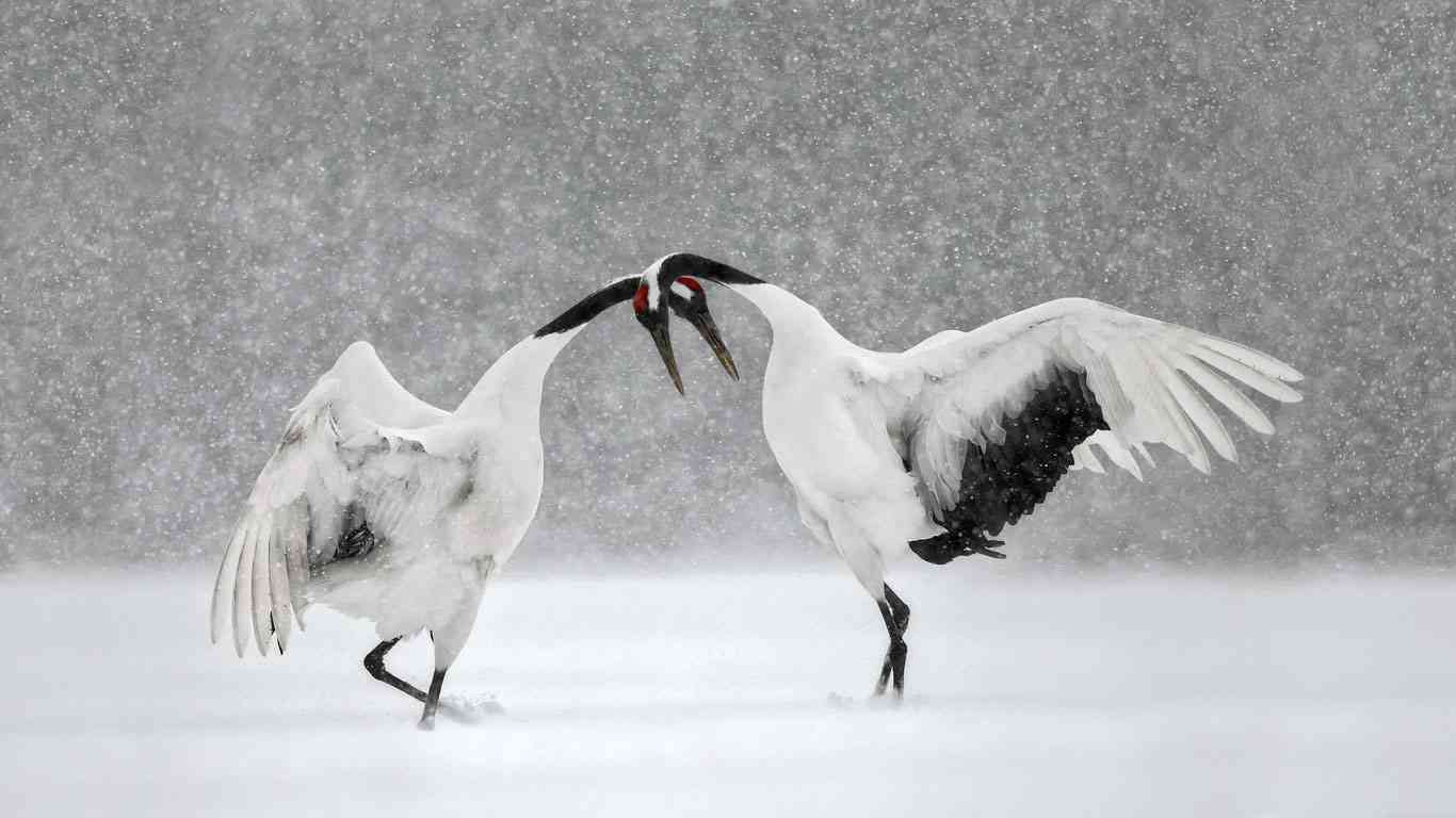 羽を広げている鳥の画像を貼るトピ