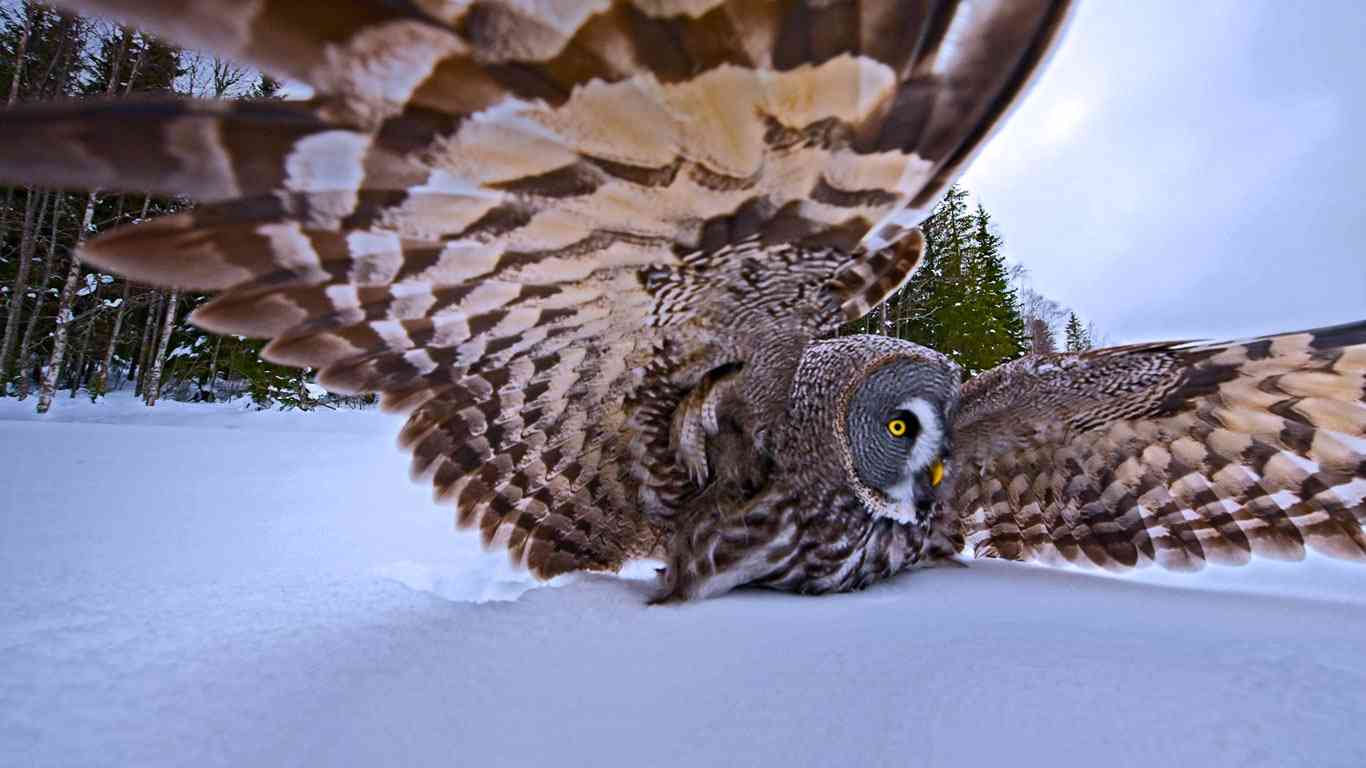 羽を広げている鳥の画像を貼るトピ