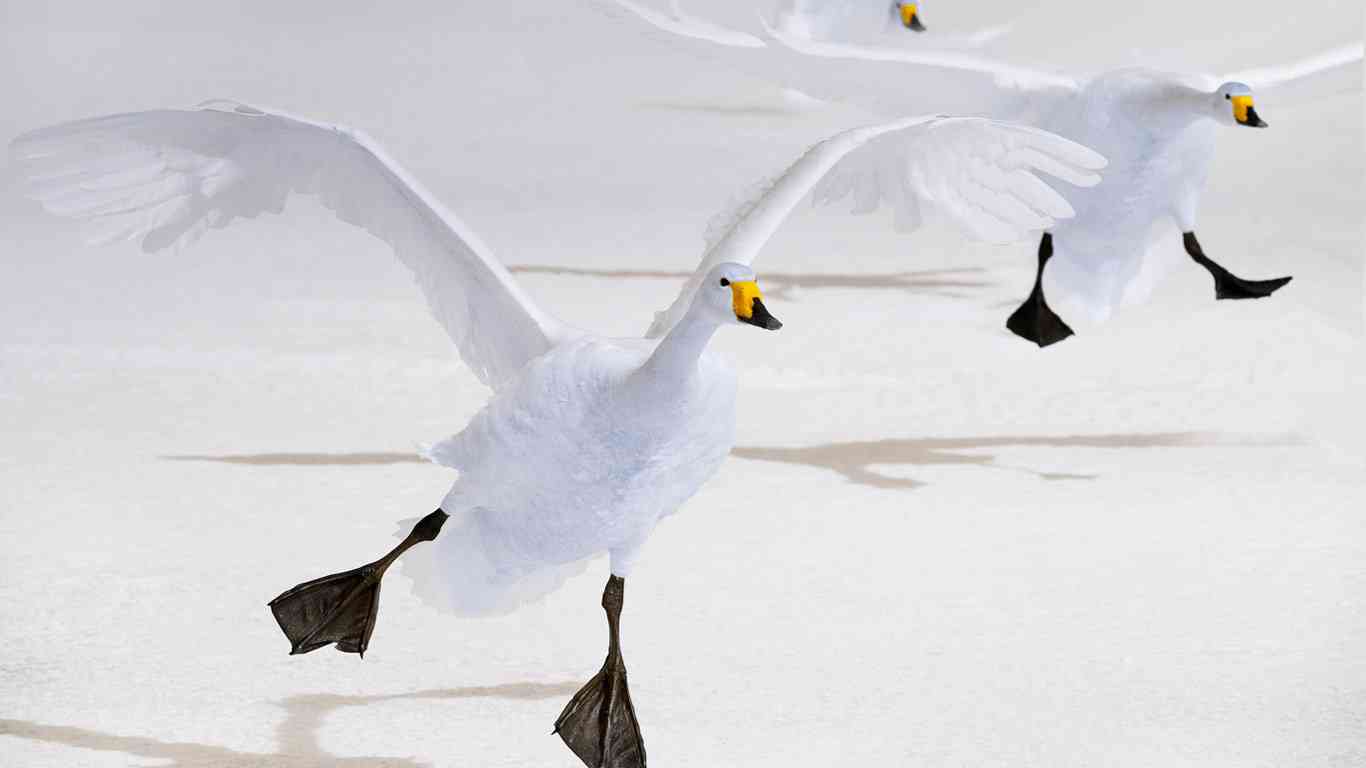 羽を広げている鳥の画像を貼るトピ