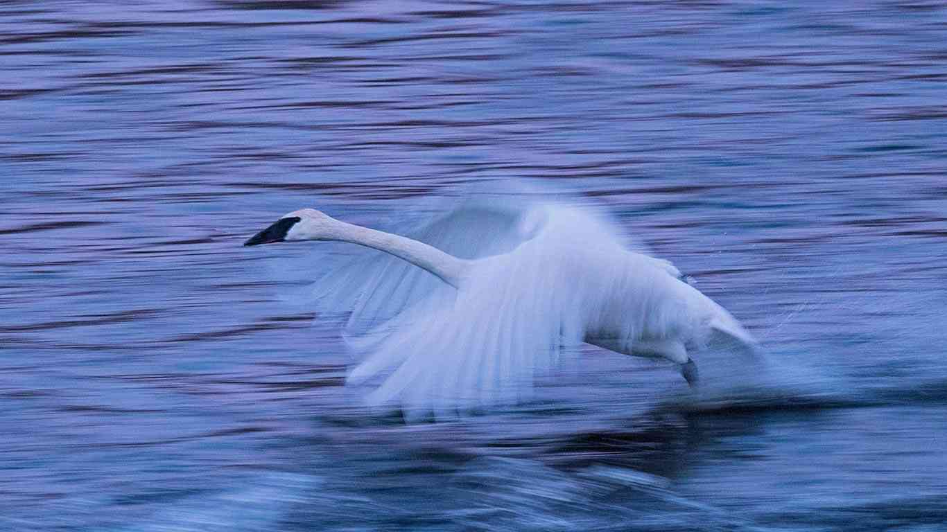 羽を広げている鳥の画像を貼るトピ
