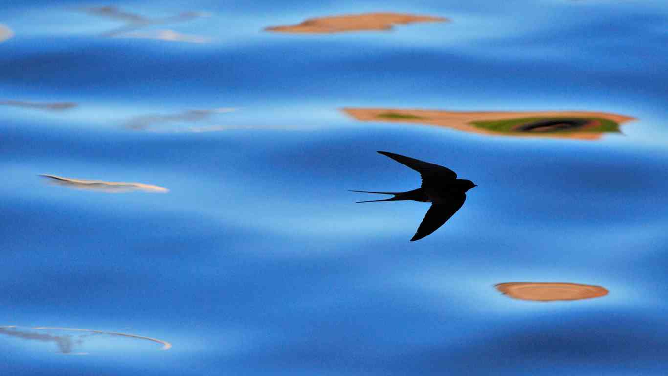 羽を広げている鳥の画像を貼るトピ