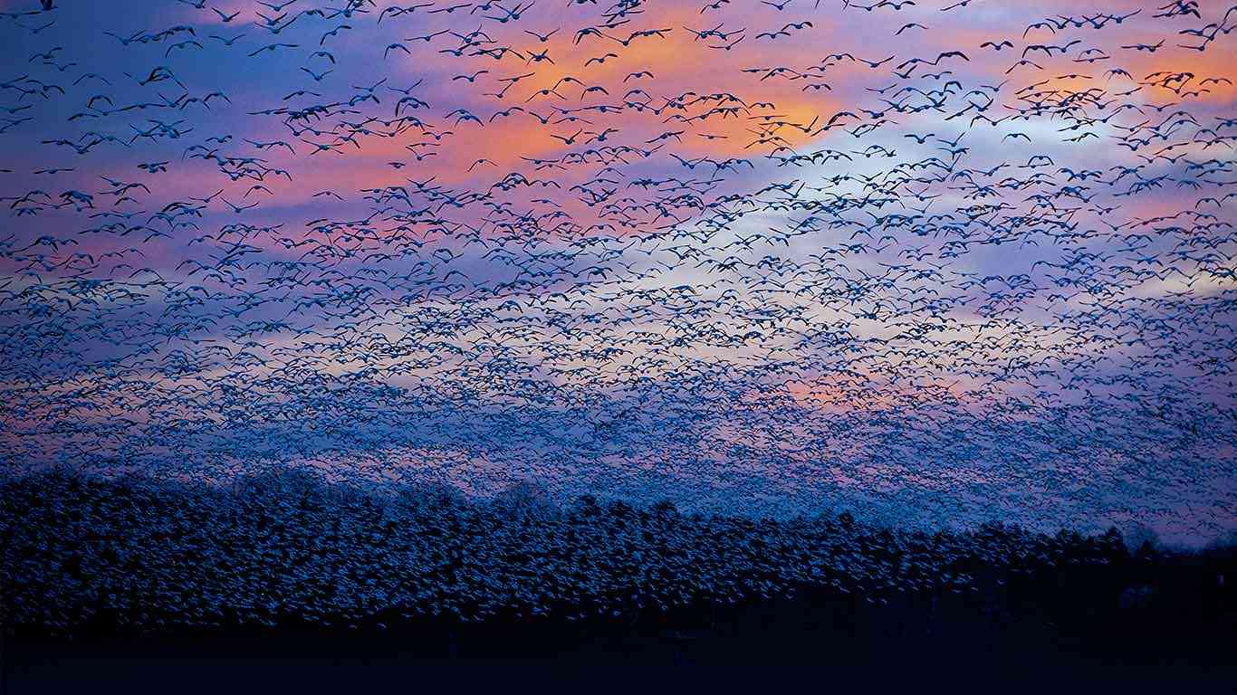 羽を広げている鳥の画像を貼るトピ