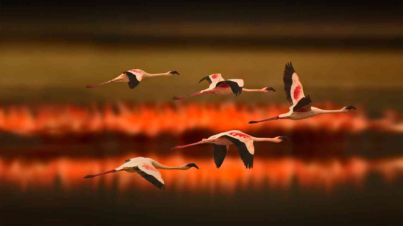 羽を広げている鳥の画像を貼るトピ
