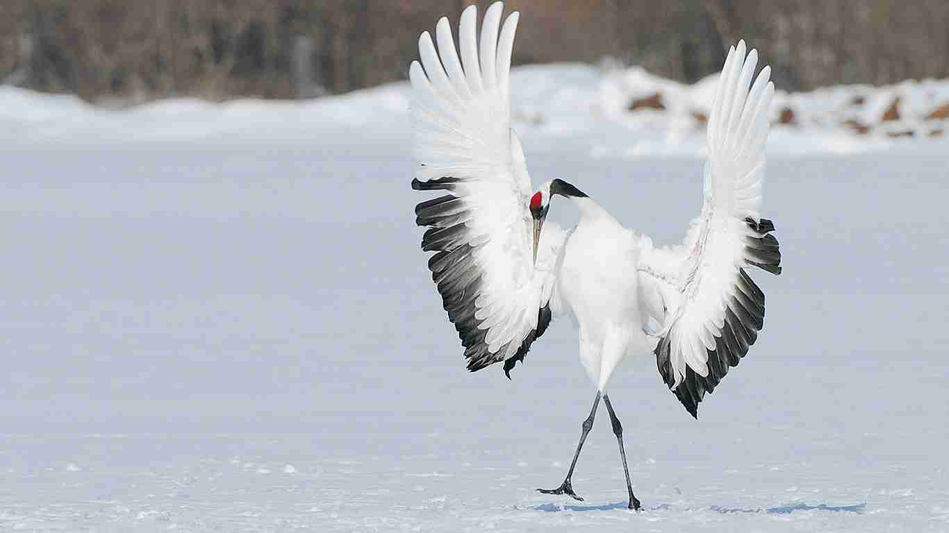 羽を広げている鳥の画像を貼るトピ