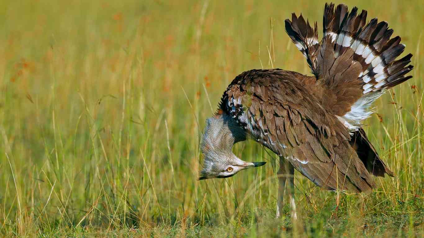 羽を広げている鳥の画像を貼るトピ