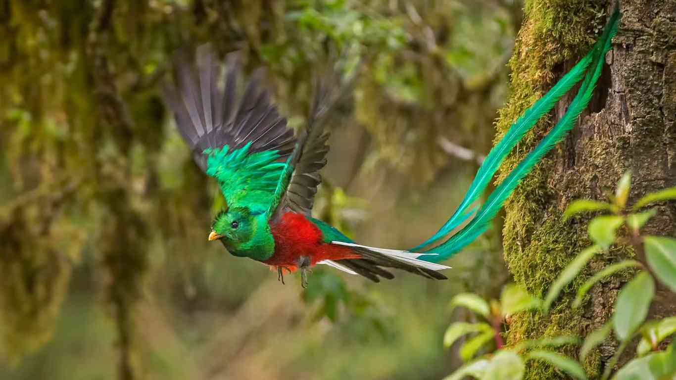 羽を広げている鳥の画像を貼るトピ