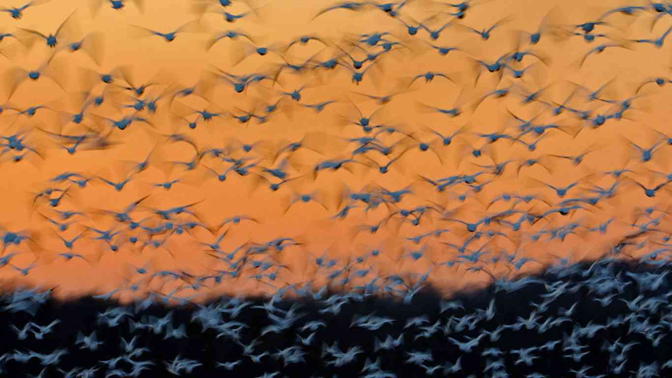羽を広げている鳥の画像を貼るトピ