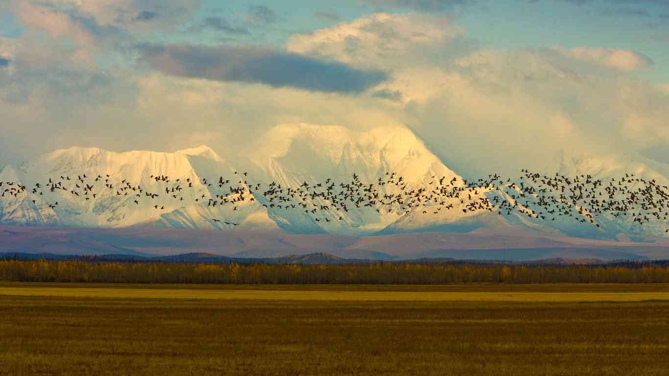 羽を広げている鳥の画像を貼るトピ