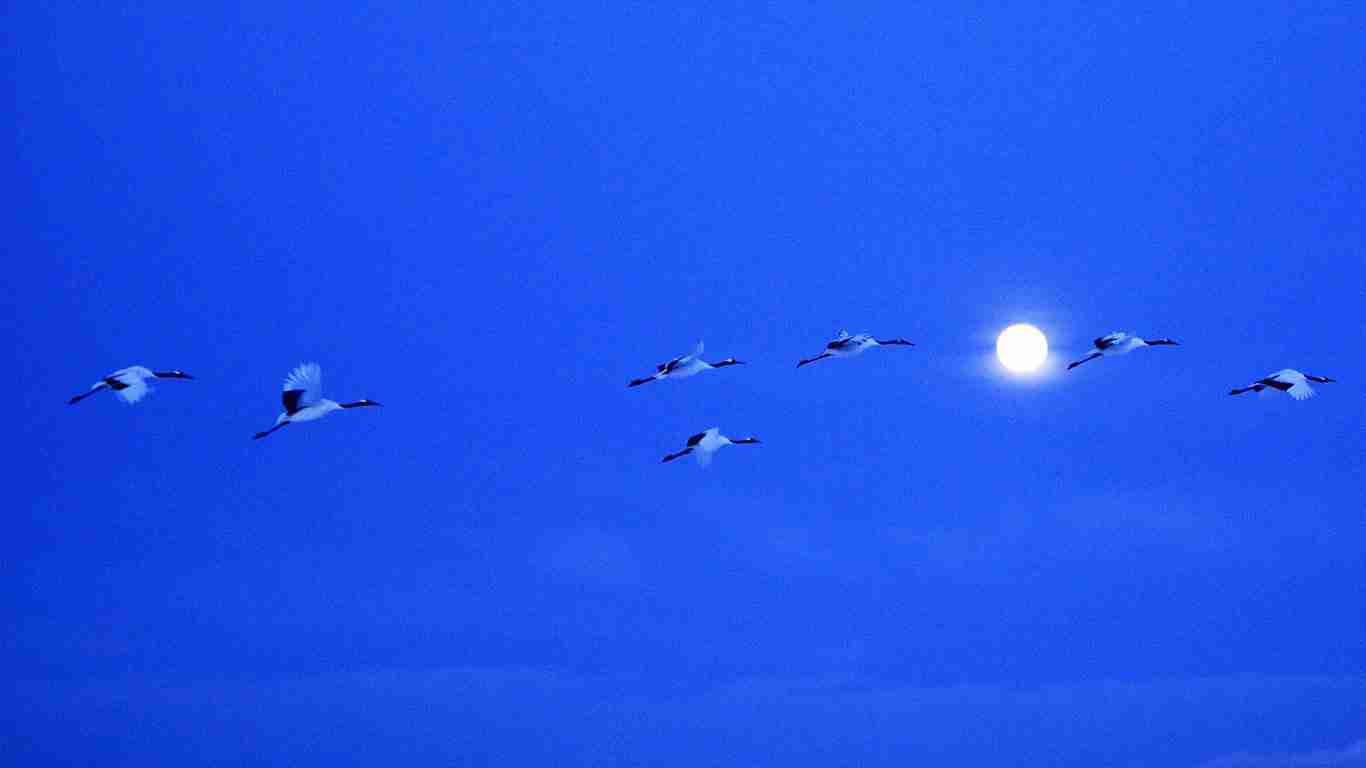 羽を広げている鳥の画像を貼るトピ