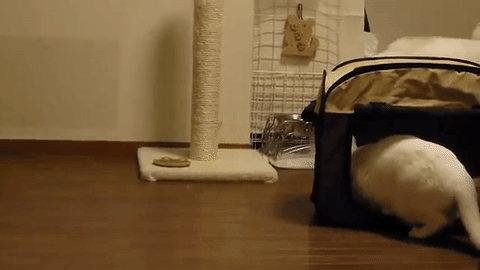 【ネタ画像＆GIF】とにかく癒してくれよ！のトピ