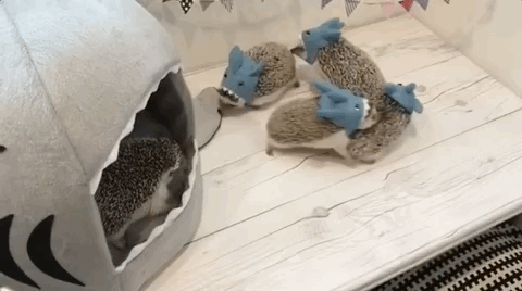 【ネタ画像＆GIF】とにかく癒してくれよ！のトピ