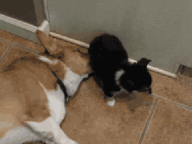 【ネタ画像＆GIF】とにかく癒してくれよ！のトピ