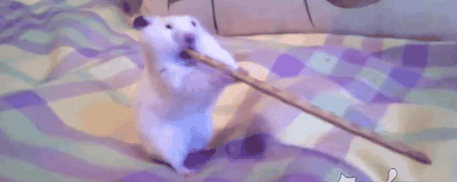 【ネタ画像＆GIF】とにかく癒してくれよ！のトピ