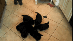 【ネタ画像＆GIF】とにかく癒してくれよ！のトピ