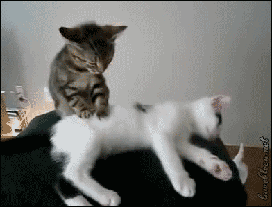 【ネタ画像＆GIF】とにかく癒してくれよ！のトピ