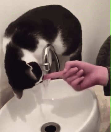 【ネタ画像＆GIF】とにかく癒してくれよ！のトピ