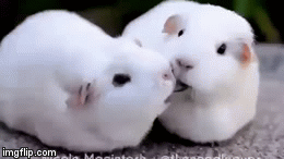 【ネタ画像＆GIF】とにかく癒してくれよ！のトピ