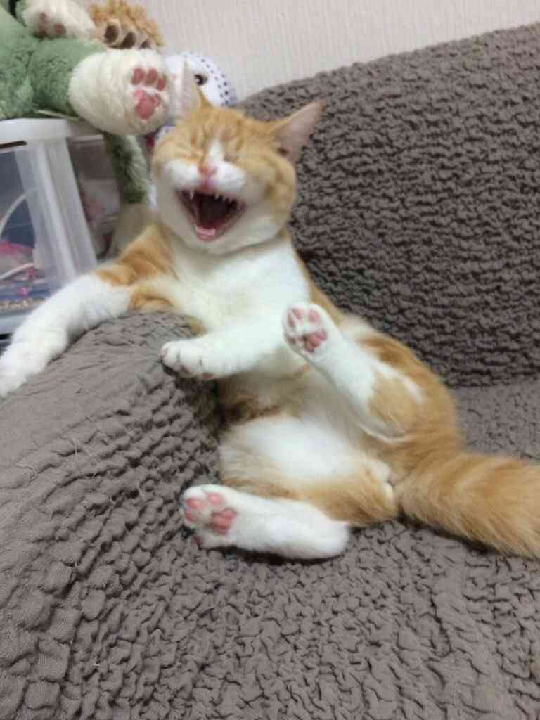 【ネタ画像＆GIF】とにかく癒してくれよ！のトピ
