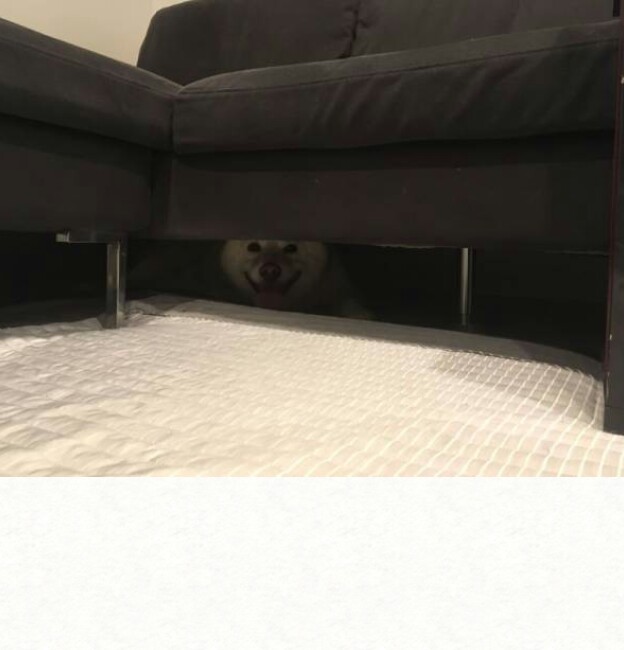 【ネタ画像＆GIF】とにかく癒してくれよ！のトピ