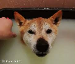 【ネタ画像＆GIF】とにかく癒してくれよ！のトピ