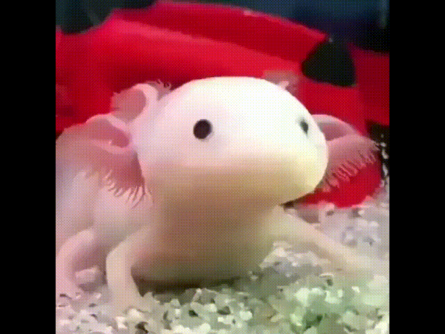 【ネタ画像＆GIF】とにかく癒してくれよ！のトピ