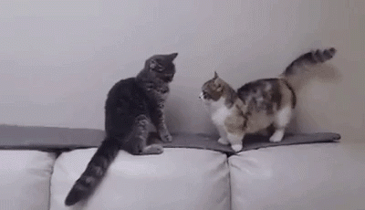 【ネタ画像＆GIF】とにかく癒してくれよ！のトピ