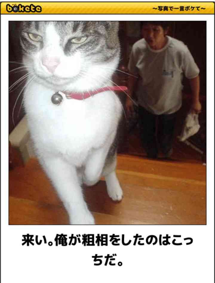 絶妙な表情をしてる画像を貼るトピ