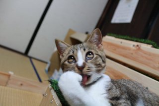 絶妙な表情をしてる画像を貼るトピ