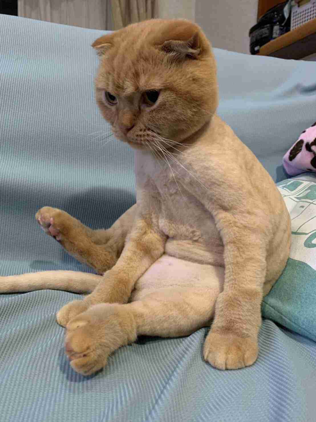 絶妙な表情をしてる画像を貼るトピ