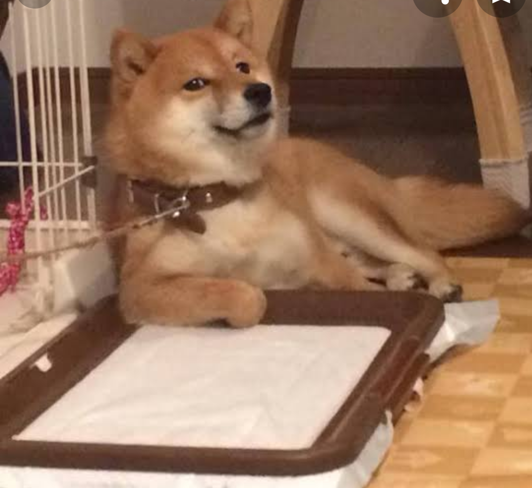 絶妙な表情をしてる画像を貼るトピ