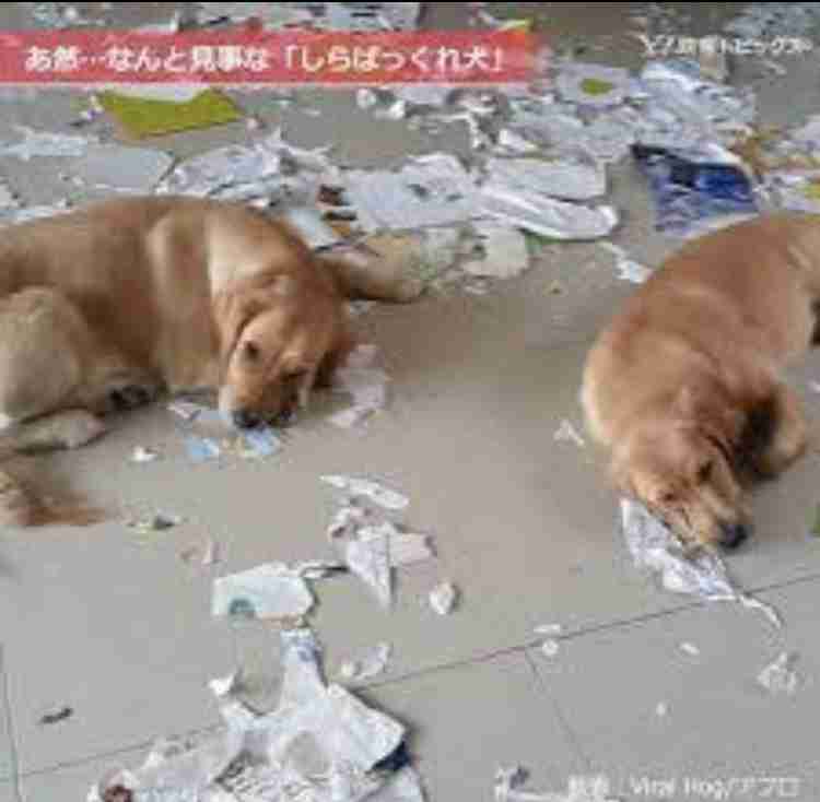 絶妙な表情をしてる画像を貼るトピ