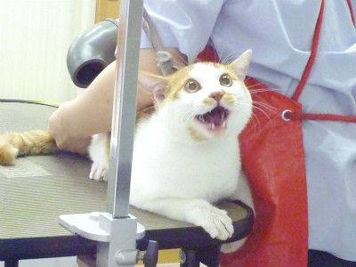 絶妙な表情をしてる画像を貼るトピ