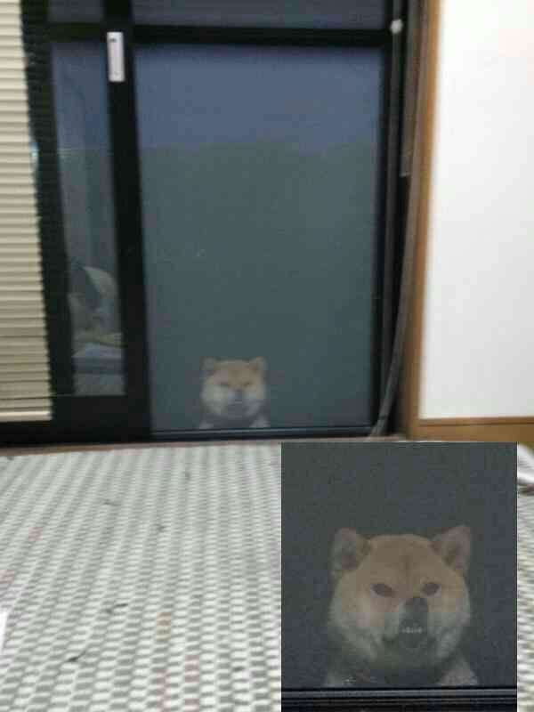 絶妙な表情をしてる画像を貼るトピ