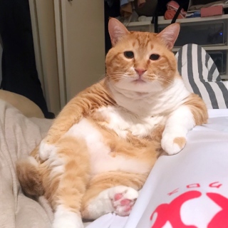 絶妙な表情をしてる画像を貼るトピ