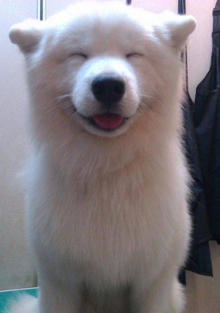 絶妙な表情をしてる画像を貼るトピ