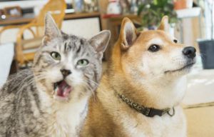絶妙な表情をしてる画像を貼るトピ
